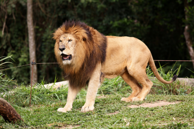 imagen de un león en el zoo