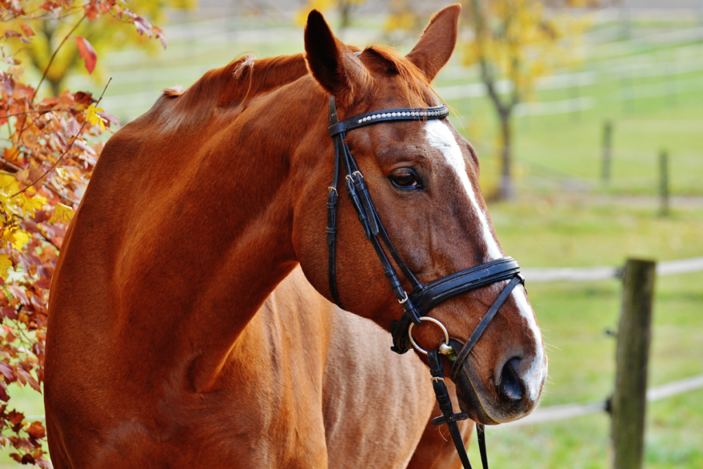 imagen de un caballo con pelaje marrón castaño