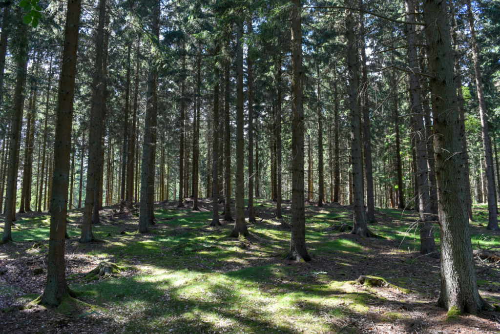 bosque de Gribskov