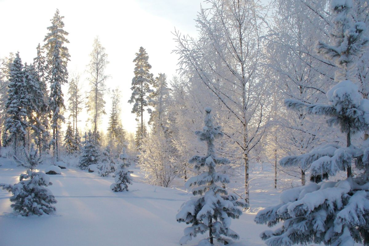 bosque nevado