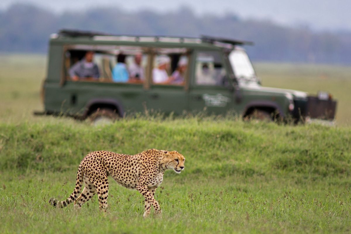 safari avistando a un leopardo