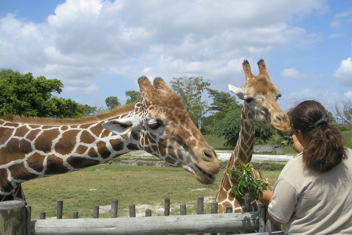 jirafa en Safari